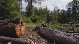How Our Tree Care Process Works  in  Camino, CA
