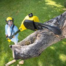 Reliable Camino, CA Tree Care Solutions